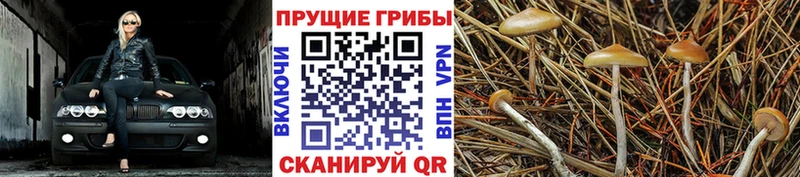 Псилоцибиновые грибы Cubensis  Купить закладки  Воркута 